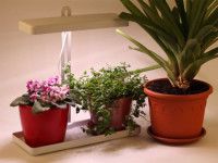 Светодиодный светильник для растений ЭРА FITO-20W-QLED-W Б0039034