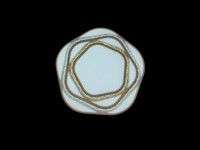 Накладная люстра Natali Kovaltseva TECHNOLOGY STYLE 71025/1W