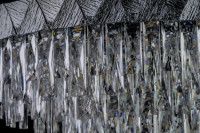 Люстра на штанге Arti Lampadari Elite Vaglia E 1.5.60.100 N